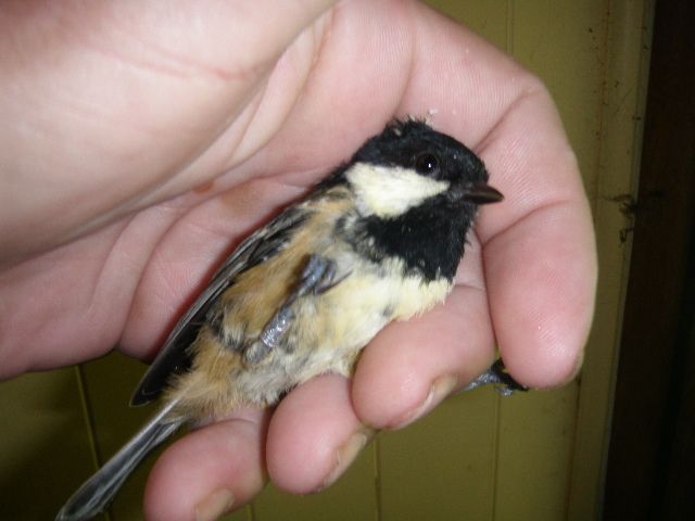 CoalTit_zps554d551e.jpg