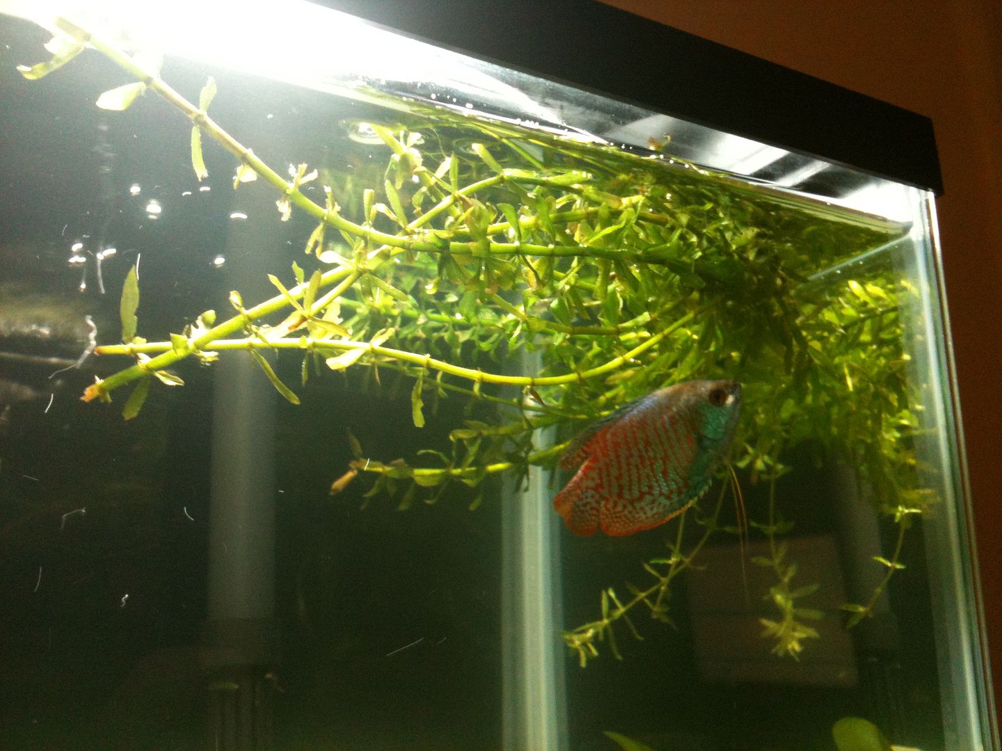 Hornwort plant MAKING A MESS! - Aquarium Forum