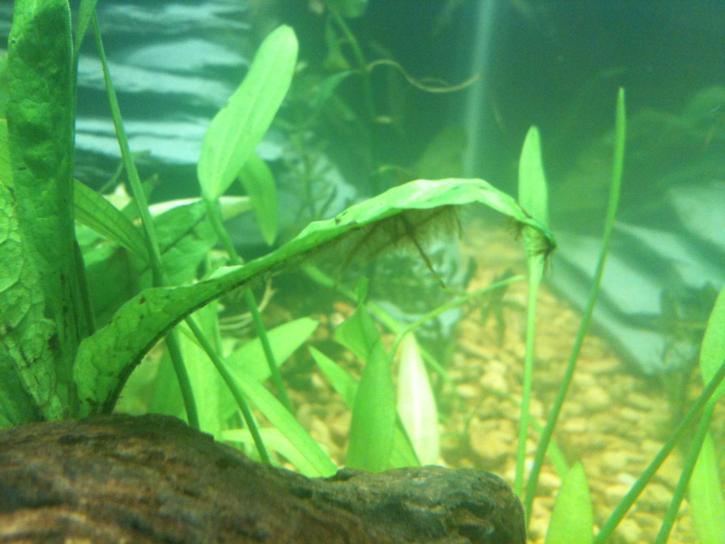 Java Fern, brown fuzz? Aquarium Forum