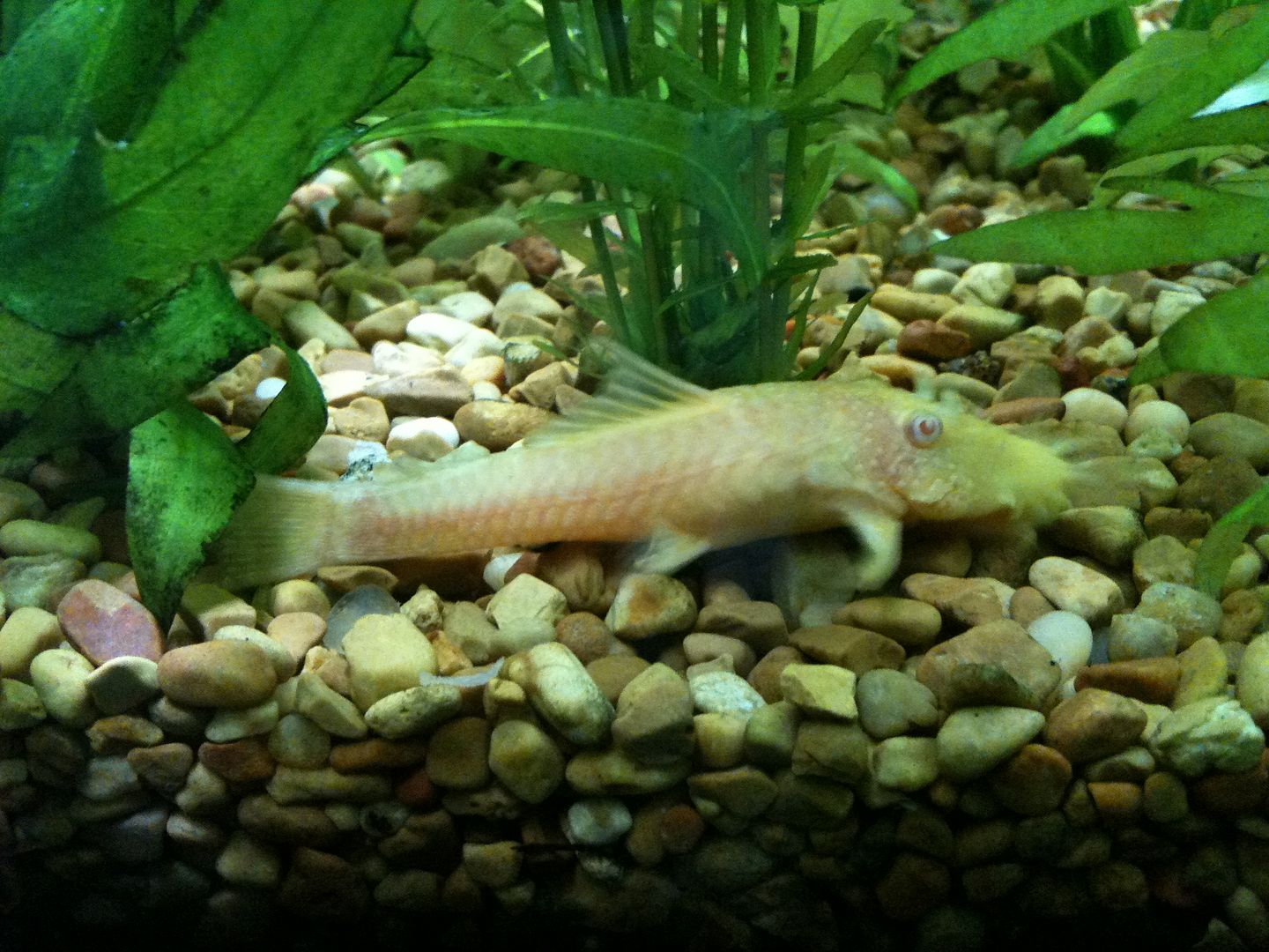 Albino Longfinned Bristlenose Pleco losing his long fins Aquarium Forum