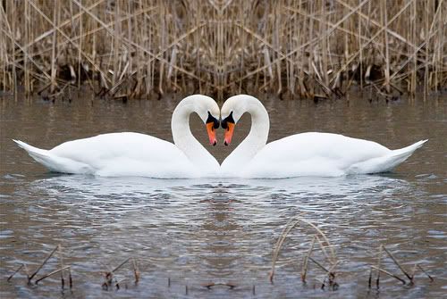 Love And Hugs Swans Pictures, Images and Photos
