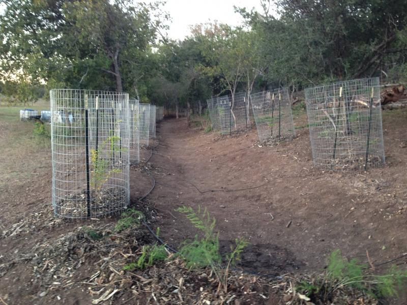 Cages and drip irrigation