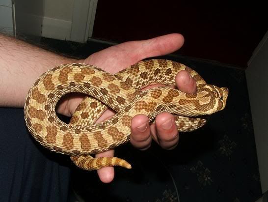 Adult Western Hognose Snake