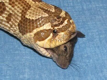 Adult Western Hognose Snake