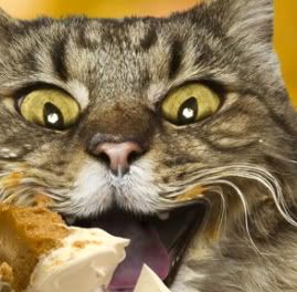 Cat-eating-pie-cat-pie-yummy-cats-Donczi