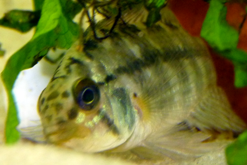 P1010764.png