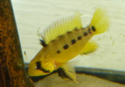 female_apisto_cacatoides.png