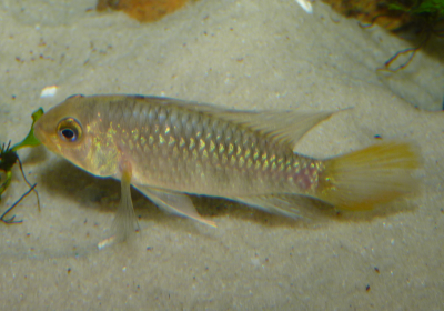 male_apisto_cacatoides.png