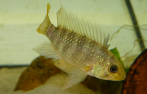 male_apisto_cacatoides2.png