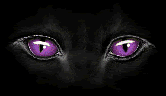 cat eyes foto. cat eyes 1