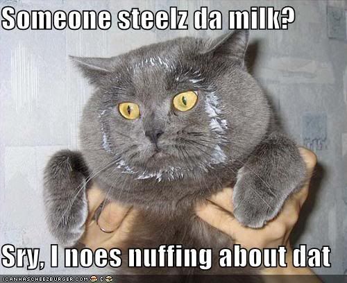 funny-pictures-grey-cat-milk-face.jpg