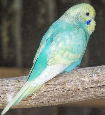budgie108.jpg?t=1205222865