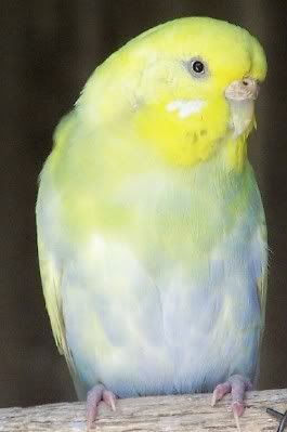 budgie208.jpg?t=1205222837