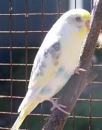 budgie3.jpg?t=1205210327