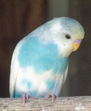budgie308.jpg?t=1205222805