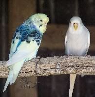 budgie4.jpg?t=1205210696