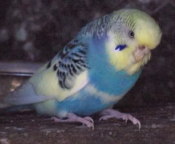 budgie408.jpg?t=1205222723