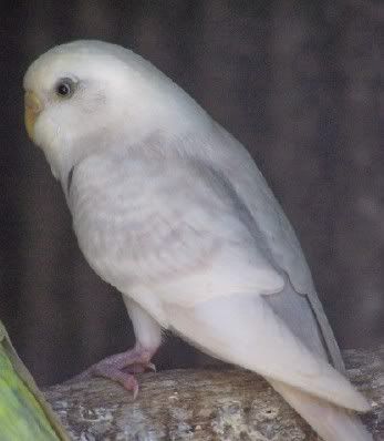 budgie508.jpg?t=1205222477