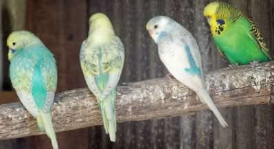 budgie608.jpg?t=1205222640