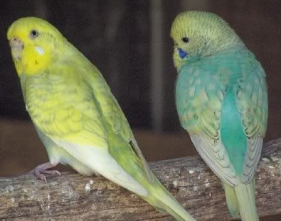 budgie708.jpg?t=1205222590