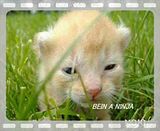 funny cats video. MojoFlix_Funny-Cat-Picture-