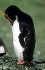 ashamed_penguin.jpg