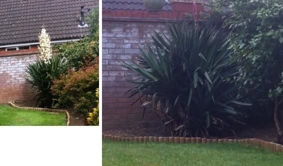Plant_bush_zpsdbfee5d2.jpg