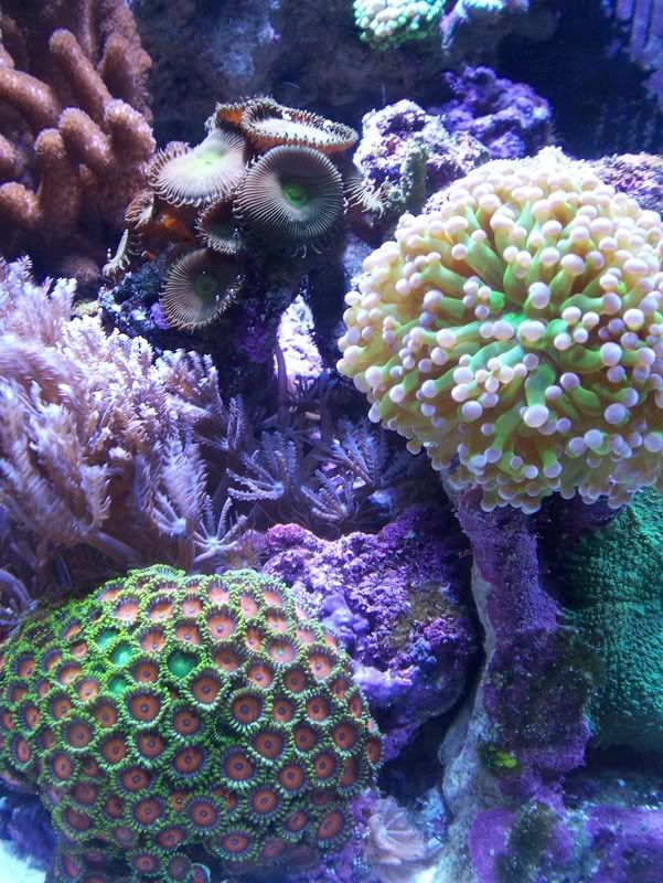 frogspawn zoo'z and buttons