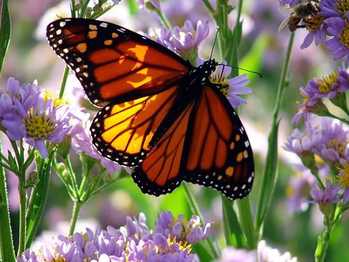 butterfly Pictures, Images and Photos
