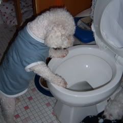 nene pucking in toilet