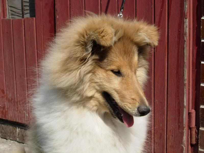 bolero_5mths_head1.jpg