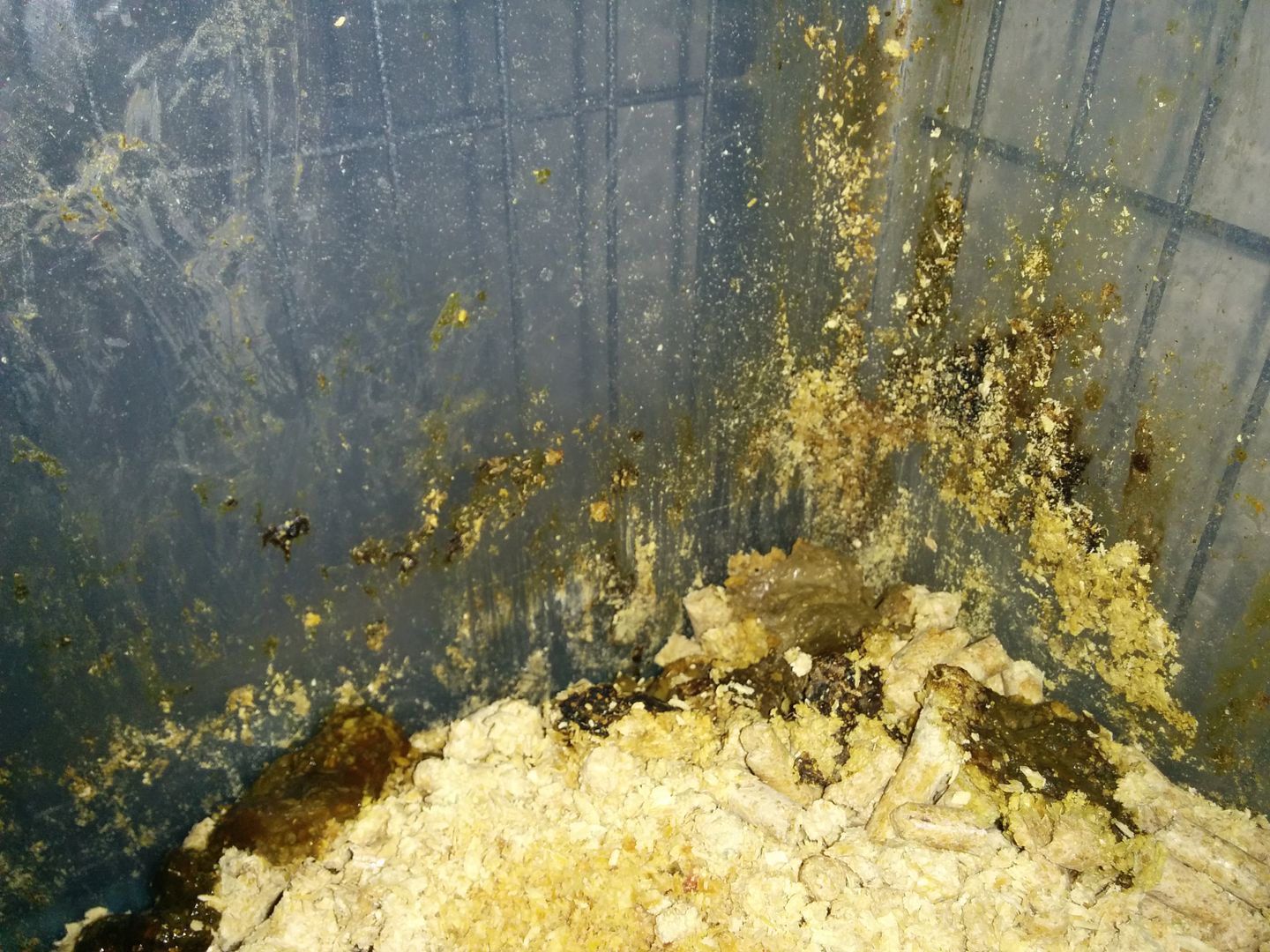 Their litter box as of this morning