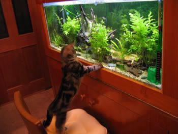 Cat watching fish