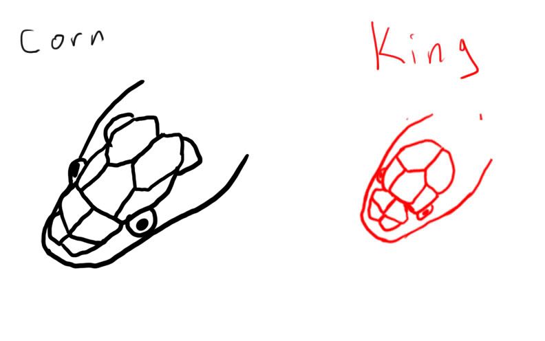 Scales.jpg