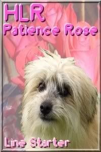HLR Patience Rose