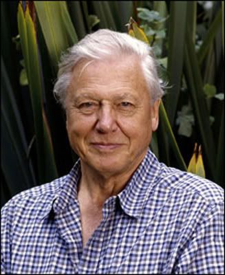 Sir-David-Attenborough.jpg Sir David Attenborough image by homoproteus