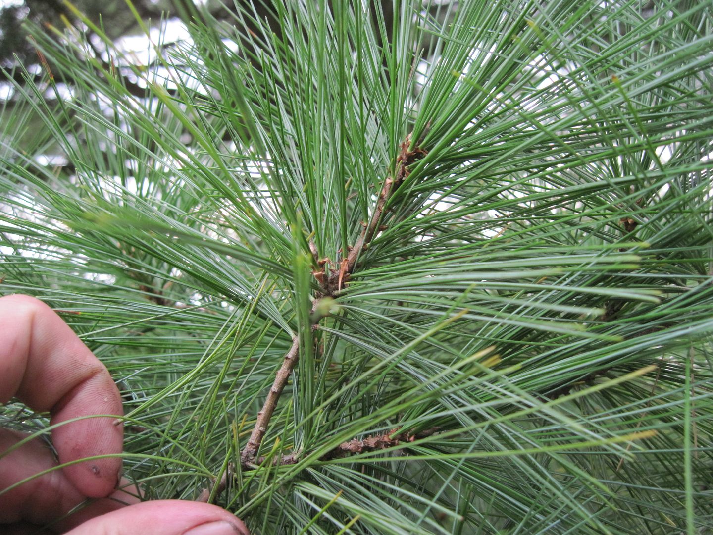 Is pine resin poisonous?