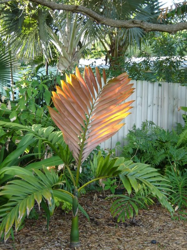 Feb2007038.jpg