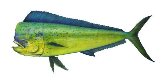 mahi_540.jpg