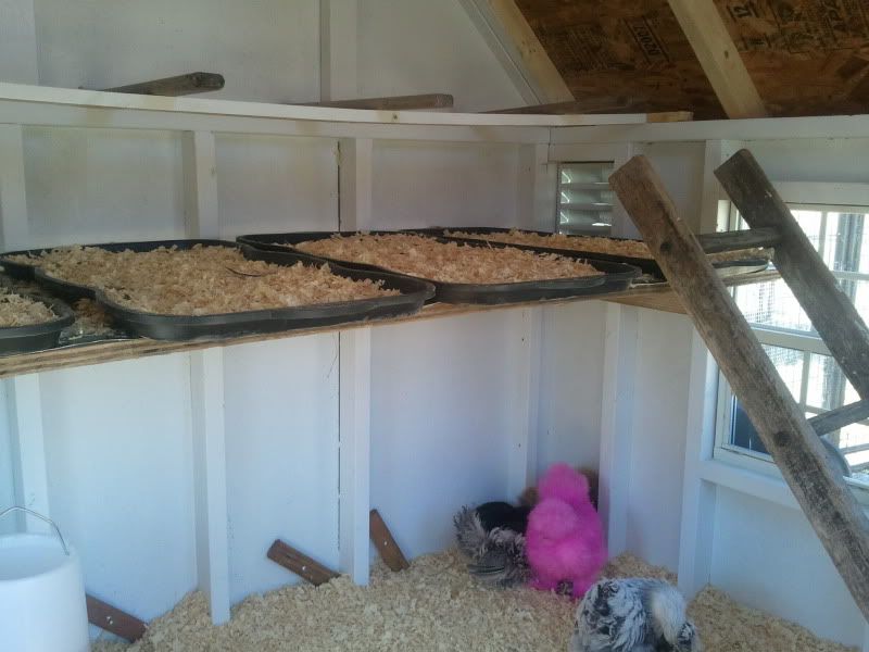 Poop board... BackYard Chickens