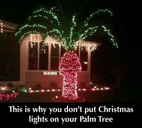 christmas palm tree photo christmas palm tree_zpsfgry6z4f.jpg