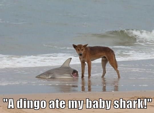 dingo ate baby shark photo dingo ate baby shark_zpsm9qruiui.jpg