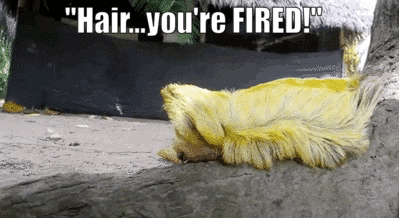 trump's hair FIRED! photo trumps toupee FIRED_zpsypcqyg8t.gif