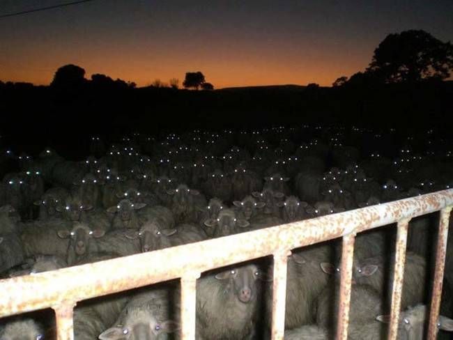 try counting sheep photo try counting sheep they said_zpsazfgrtzw.jpg