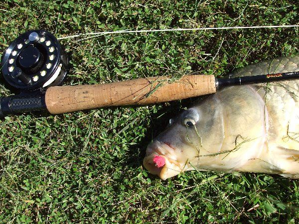 Carp Fish Eggs