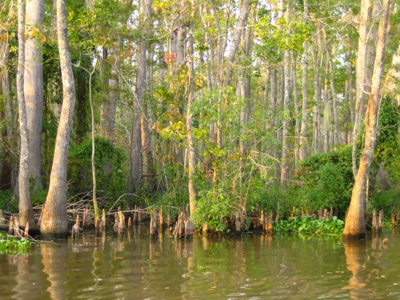 Louisiana Swamps II Pictures, Images and Photos