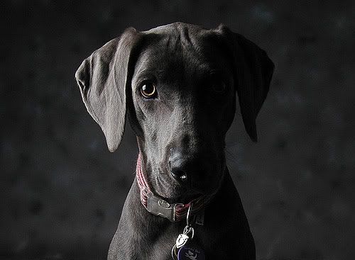 wiemaraner.jpg weimaraner image by joose_01 wiemaraner.jpg weimaraner image by joose_01