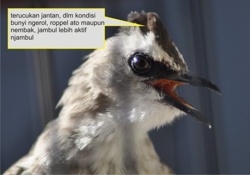 31+ Burung trucukan jantan betina terupdate