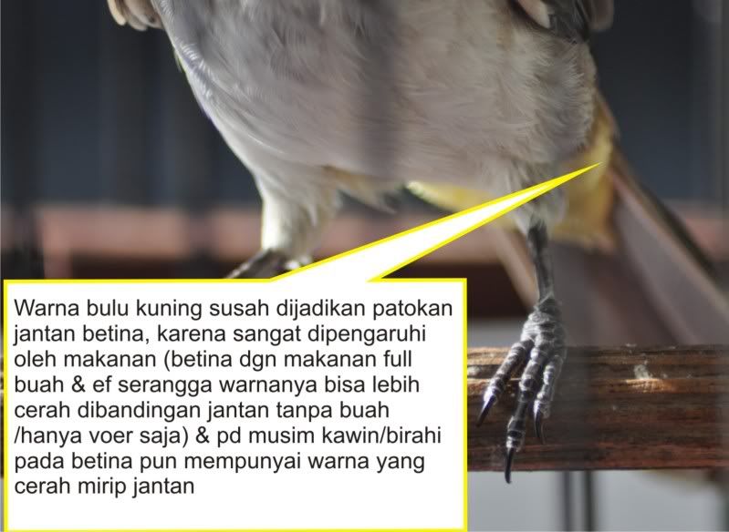 Sharing Ciri Terucukan Jantan Dewasa Kicaumania