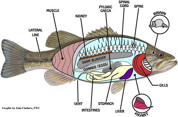 Fish-Anatomy.jpg